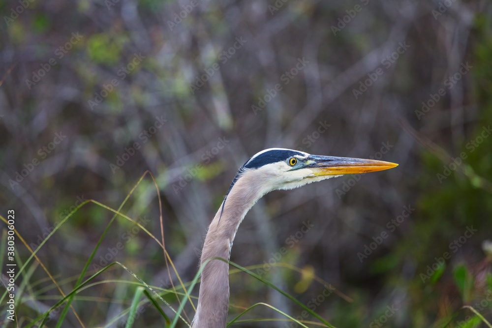 Blue heron Blue heron