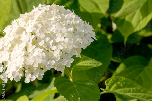 Snow-white flowering bud of treelike hydrangea, large perennial ornamental plant.