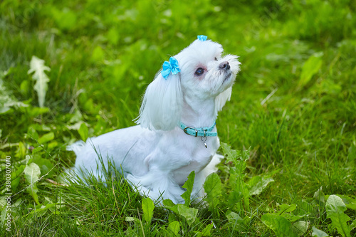 almost sharp photo. photo shoot of a Maltese lapdog in the Park on the grass