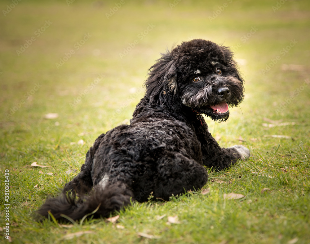 A labradoodle puppy sitting on a grassy lawn A labradoodle puppy sitting on a grassy lawn