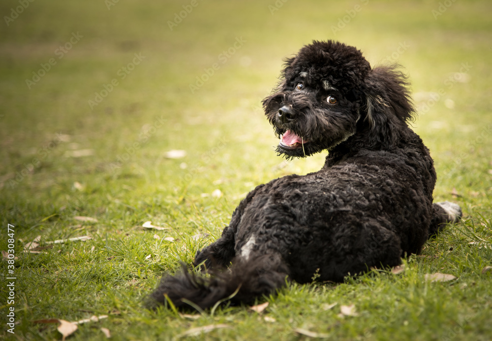A labradoodle puppy sitting on a grassy lawn A labradoodle puppy sitting on a grassy lawn
