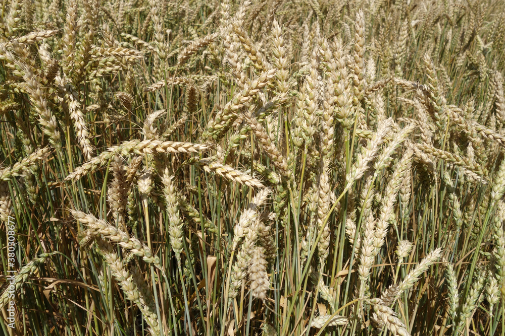 Fototapeta premium Rye field view.