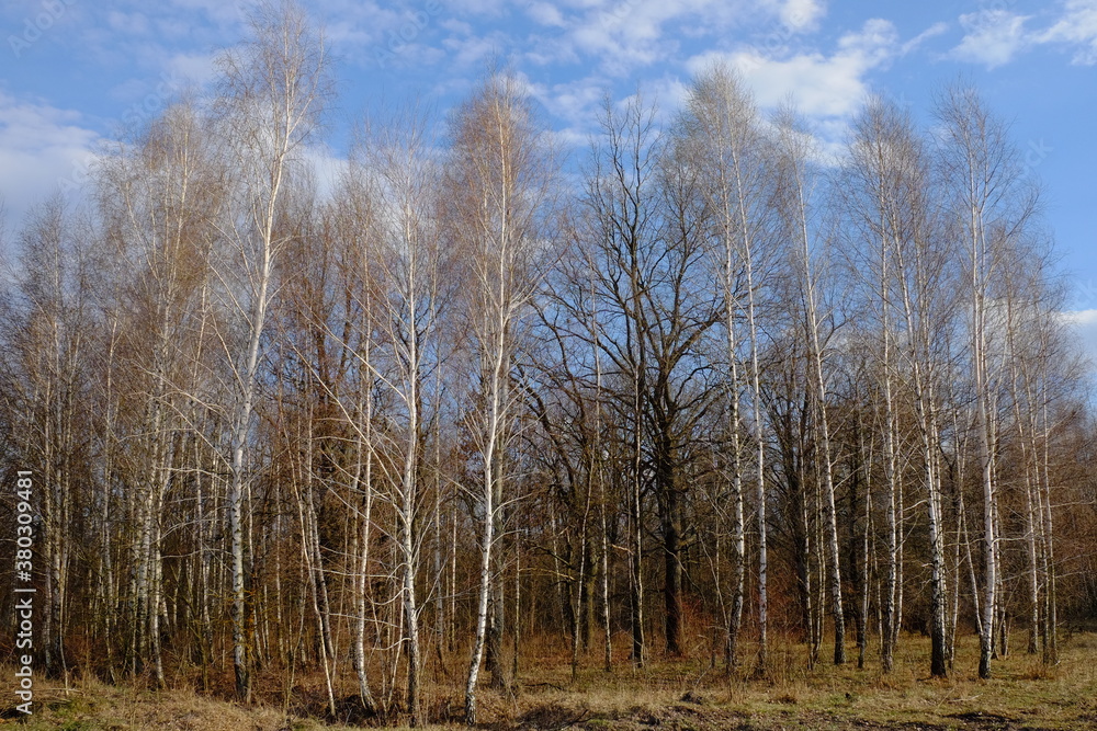 Blue sky with white clouds over a small birch grove. Landscape. Blue sky with white clouds over a small birch grove. Landscape.