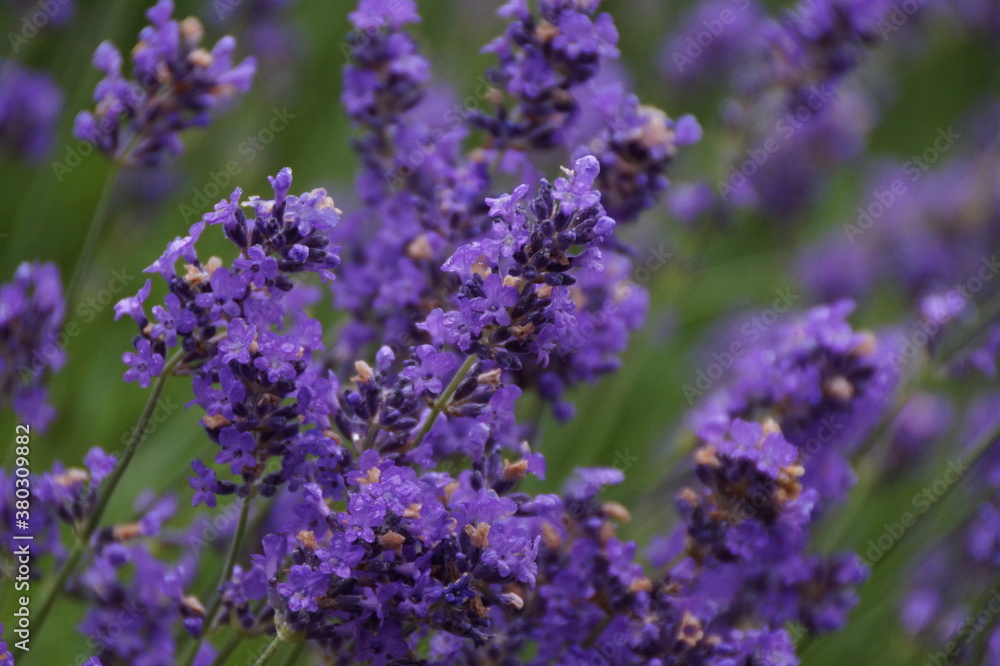 Gros plan sur des fleurs de lavande Gros plan sur des fleurs de lavande