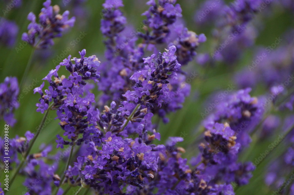 Gros plan sur des fleurs de lavande