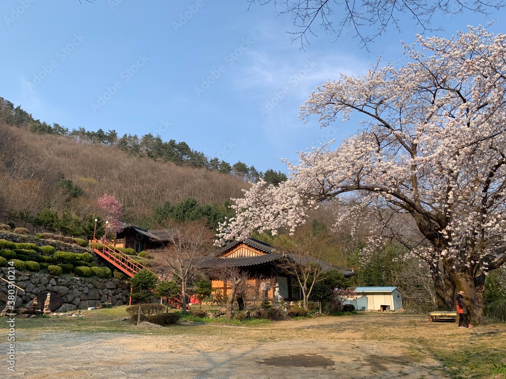 Temple in a mountain with cherry blossom tree Temple in a mountain with cherry blossom tree
