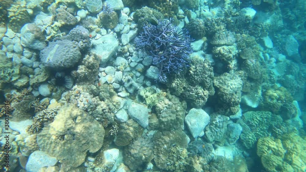 Shallow water coral with beautiful small fish at Koh Rang Pig, Mu Koh Chang National Park, Trat Province, Thailand Shallow water coral with beautiful small fish at Koh Rang Pig, Mu Koh Chang National Park, Trat Province, Thailand