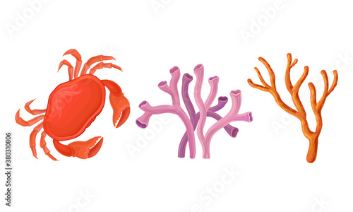 Sea Habitants with Crab and Coral Reef Vector Set
