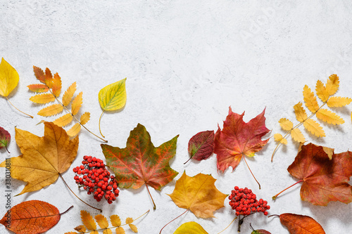 Autumn mood composition. Fallen leaves  red berries on white table background. Happy Thanksgiving concept. Flat lay  top view  copy space