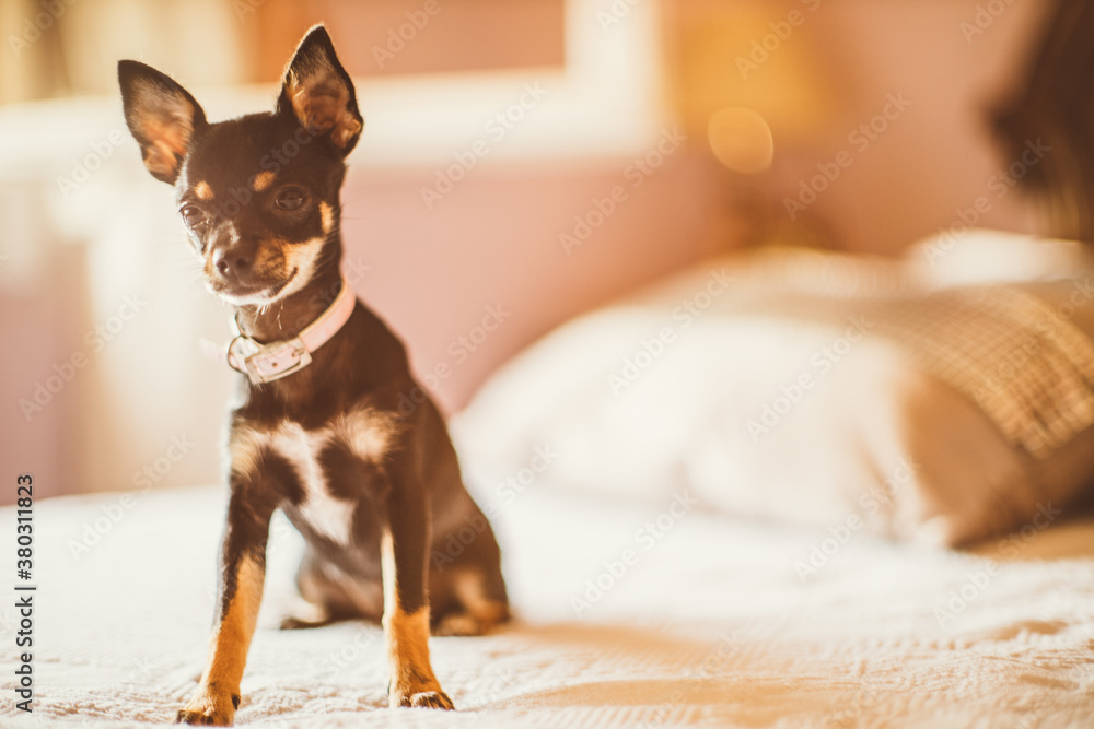 a small dog on the bed at sunset a small dog on the bed at sunset