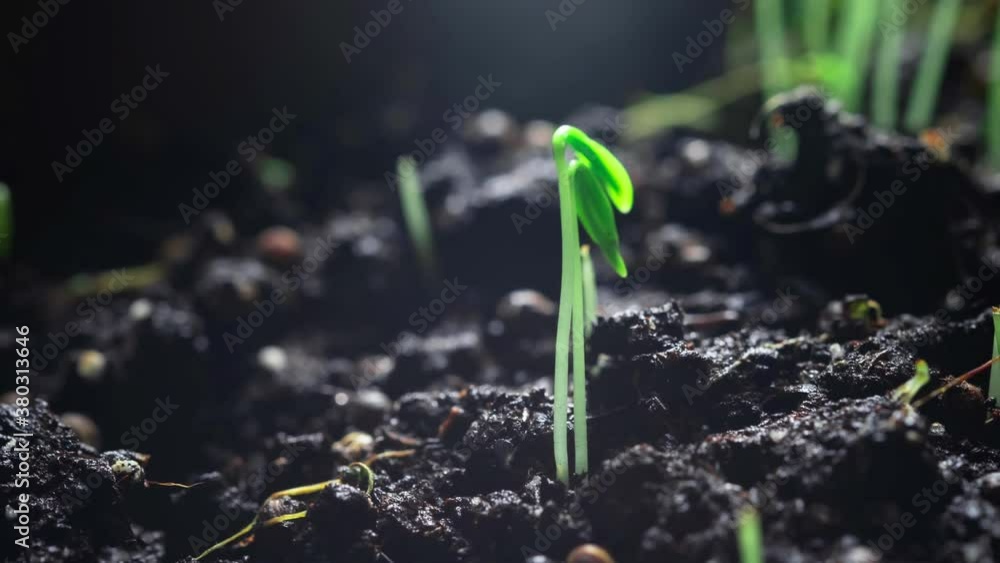 Growing cilantro seeds in a time lapse. Accelerated video. Home growing healthy natural products. Eco tourism. Plant sprouts in the garden or greenhouse agriculture Growing cilantro seeds in a time lapse. Accelerated video. Home growing healthy natural products. Eco tourism. Plant sprouts in the garden or greenhouse agriculture