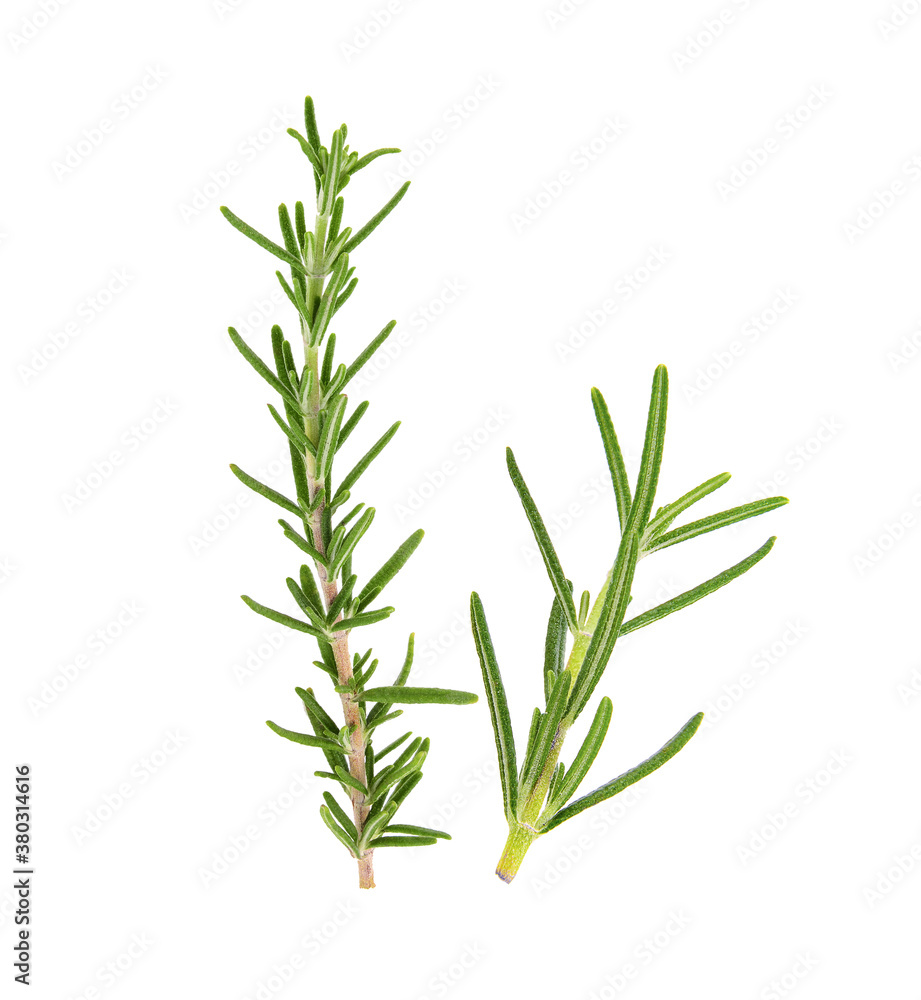 Obraz premium Rosemary on white background