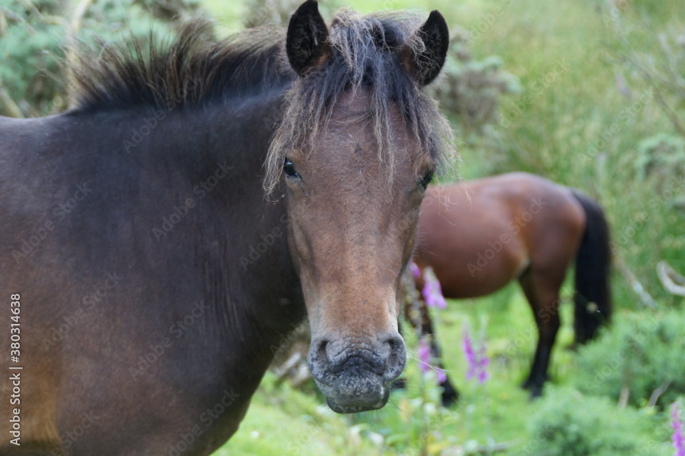 Fototapeta premium Gros plan sur la tête d'un poney brun