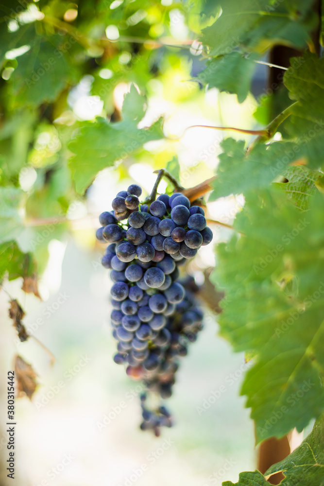 Grape bunches hanging from vine in sun light Grape bunches hanging from vine in sun light