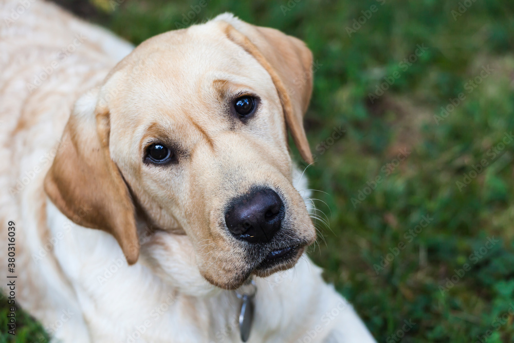 Young labrador retriever looking at camera Young labrador retriever looking at camera