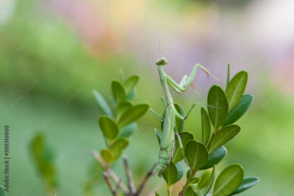 Praying Mantis Peeks Over The Top of A Shrub Praying Mantis Peeks Over The Top of A Shrub