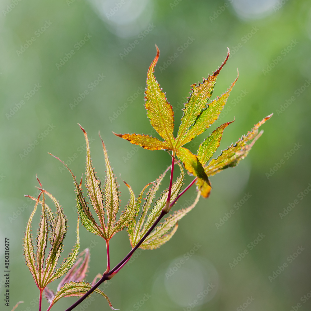 Japanese Maple Leaves at The Beginning of Fall Japanese Maple Leaves at The Beginning of Fall