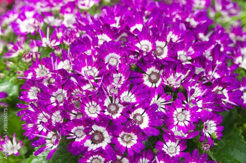 The name of these flowers name is Cineraria.