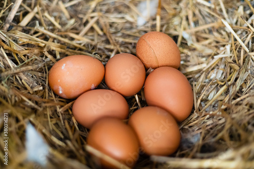 Natural chicken eggs in a spotty straw nest.