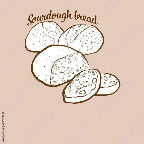 Hand-drawn Sourdough bread bread illustration