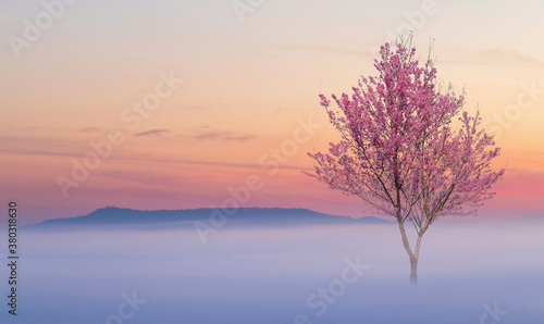 Pink flower tree and the sea of fog on the morning.