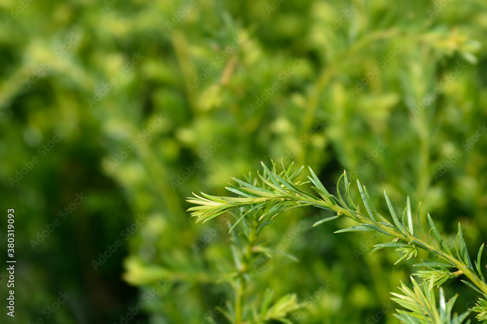 Groenland Yew Groenland Yew