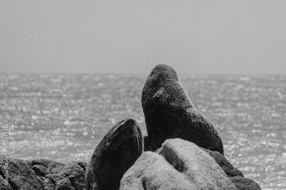 Obraz premium Leão Marinho - Cabo Polonio