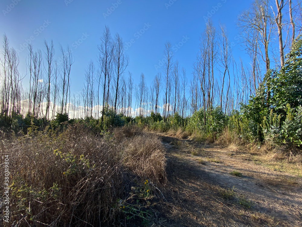 Fototapeta premium path in the field