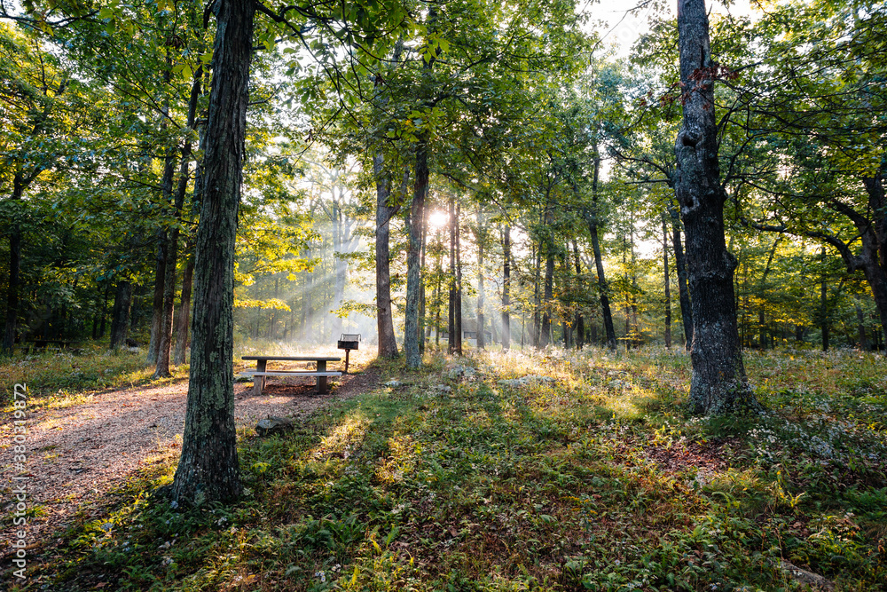 Campsite in the forest a first light Campsite in the forest a first light