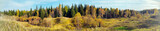 autumn forest panorama