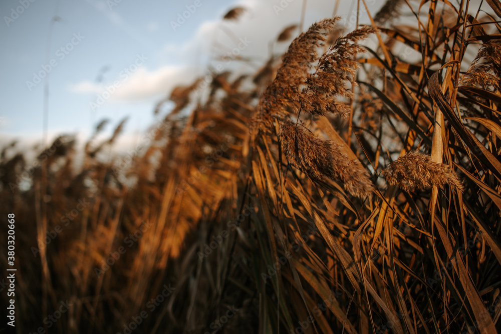 Fototapeta premium Trigo