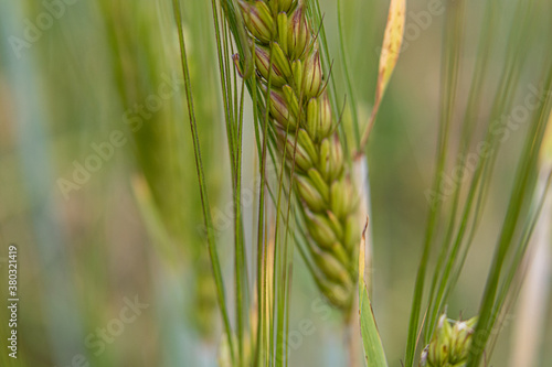 a beautiful natural exotic plants, the green ears of corn on an agricultural field