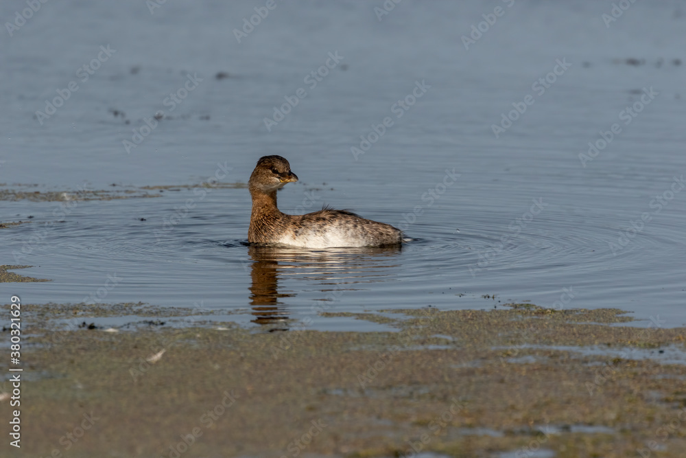 Fototapeta premium The Pied-billed Grebe on the lake