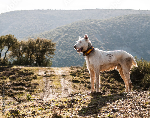 Hunting dog photo