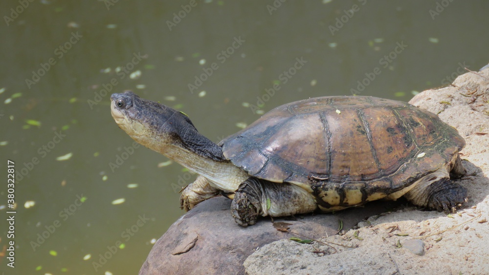Obraz premium African mud turtle, Hartbeespoort, North West, South