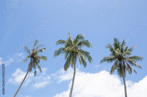 Three coconut palm trees with blue sky and white cloud in background.