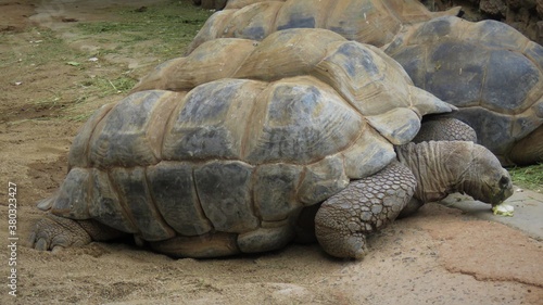 Aldabra giant tortoises, Hartbeespoort, North West, South Africa
