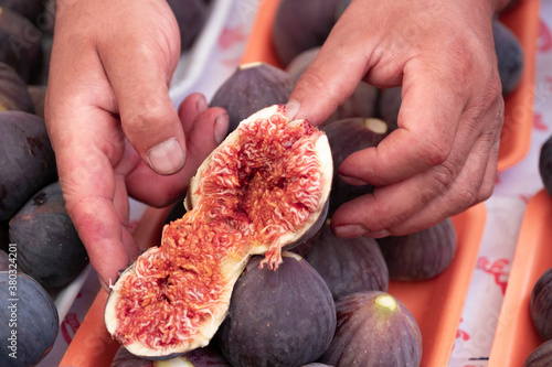 Farmer checking the quality of ripe fruit, its color and quality. Second fruit of the fig tree per year, edible with green skin and soft, sweet flesh with many seeds. Horticultural Spanish. Figs. photo