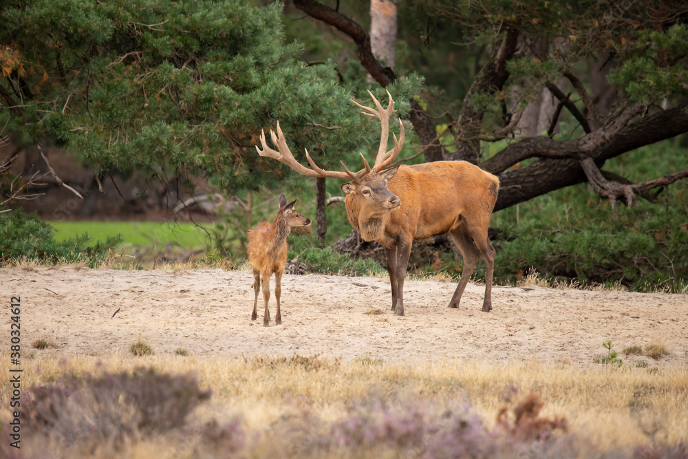 Obraz premium Red Deer, rutting