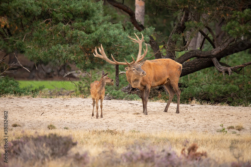 Red Deer, rutting © Gert Hilbink