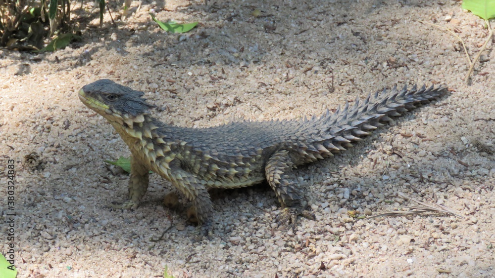 Alert sun gazer lizard, Hartbeespoort, North West, South Africa Alert sun gazer lizard, Hartbeespoort, North West, South Africa