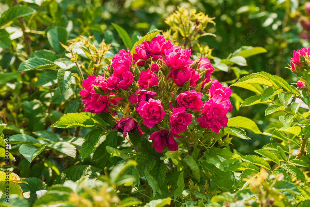 A natural bouquet of bright flower buds of fuchsia color. A natural bouquet of bright flower buds of fuchsia color.