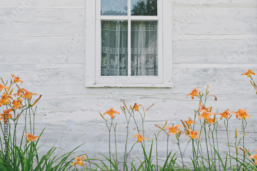 Orange day lilies against white wall photo