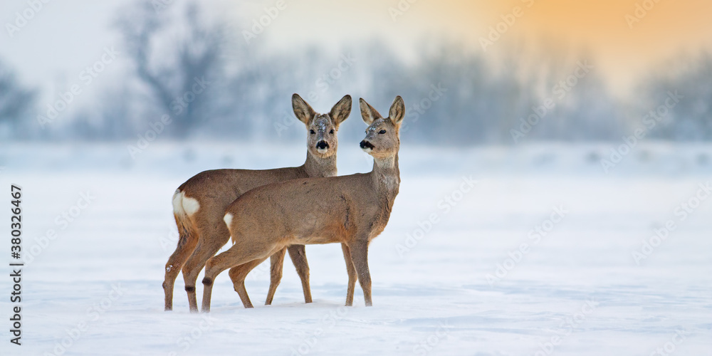 Two young roe deer, capreolus capreolus, standing on snow in wintertime with copy space. Brown mammal siblings observing on white field in panoramic horizontal composition at sunset.