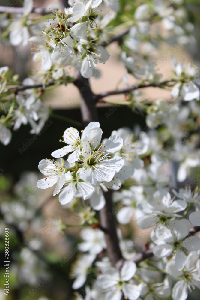 tree flowers