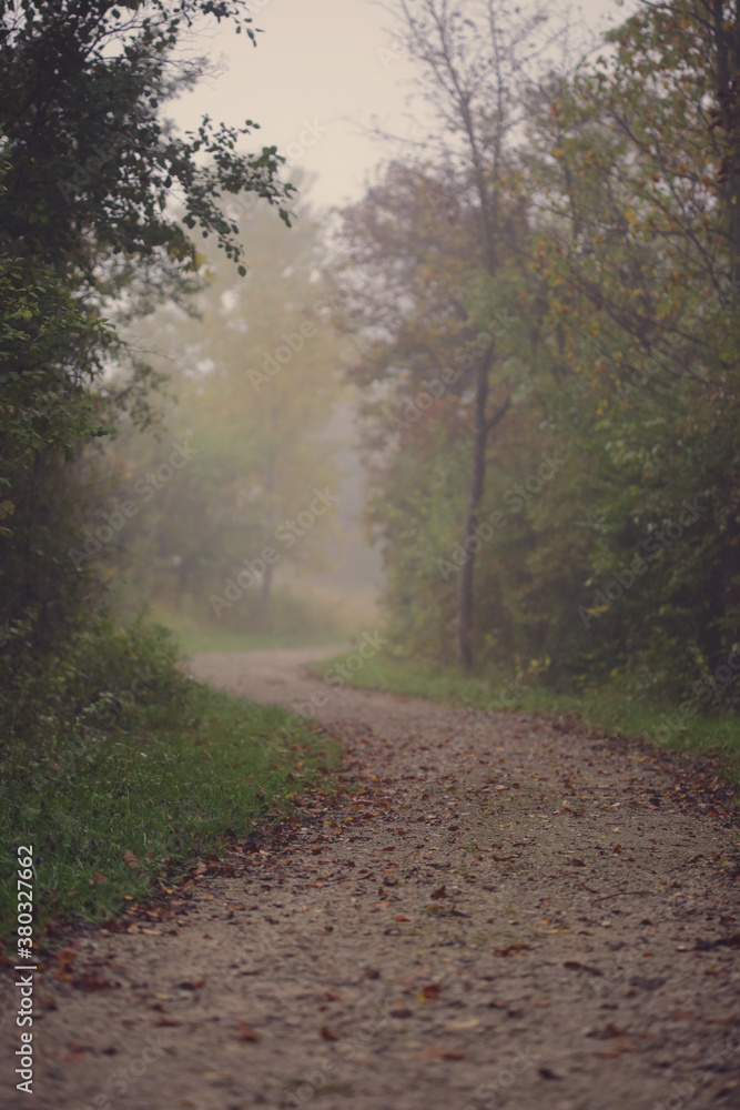 A Tree Lined Pathway Through A Foggy Forest A Tree Lined Pathway Through A Foggy Forest