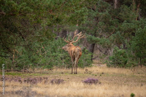 Red Deer  rutting