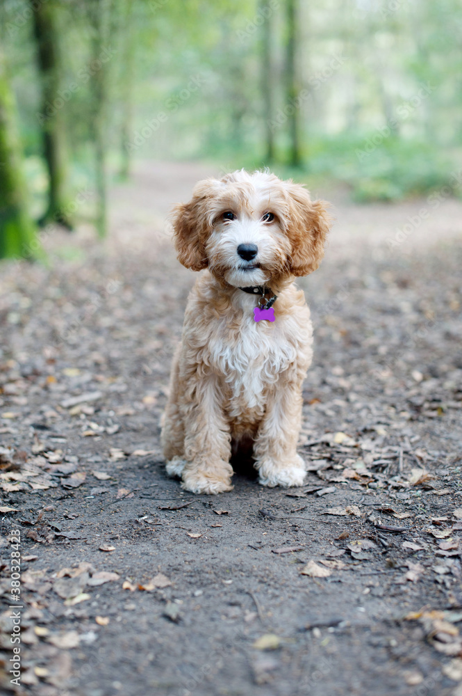 Cockapoo puppy on a woodland path Cockapoo puppy on a woodland path