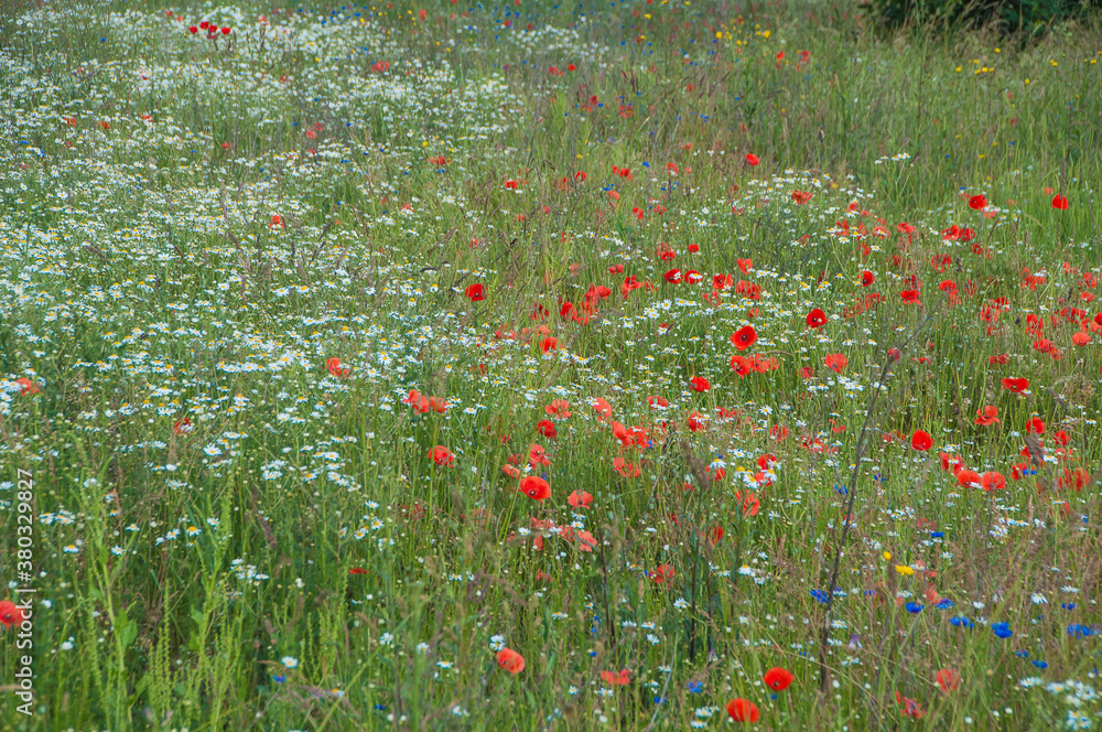 Blumenwiese im Naturschutzgebiet- Hannover Kronsberg