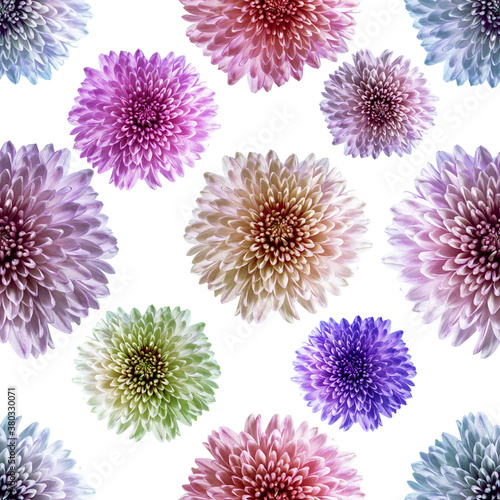 Seamless endless pattern with multicolored chrysanthemum flowers. Floral background. For design and printing. Natural chrysanthemum background. Concept for print and design